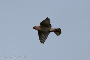 Waxwings in flight. Witney. Oxon. 16th Feb