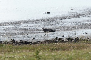 White-tailed Plover. Slimbridge WWT. 9th July