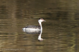 Slavonian Grebe, Witney & Hawfinch, Cassey Compton. 30th January 2011