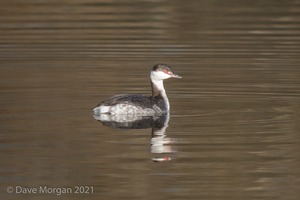 Slavonian Grebe, Witney & Hawfinch, Cassey Compton. 30th January 2011