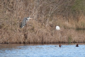 Slavonian Grebe, Witney & Hawfinch, Cassey Compton. 30th January 2011