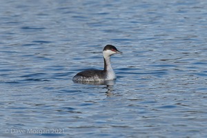 Slavonian Grebe, Witney & Hawfinch, Cassey Compton. 30th January 2011
