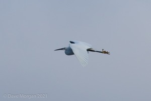 Slavonian Grebe, Witney & Hawfinch, Cassey Compton. 30th January 2011