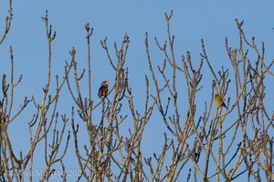 Slavonian Grebe, Witney & Hawfinch, Cassey Compton. 30th January 2011