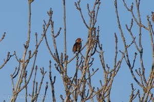 Slavonian Grebe, Witney & Hawfinch, Cassey Compton. 30th January 2011