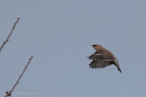 Waxwings. Witney. 16th February 2013