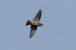 Waxwings. Witney. 16th February 2013